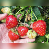 Клубника «Летиция»