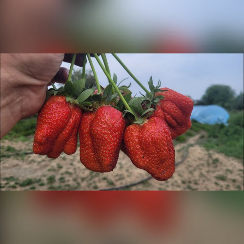 Клубника «Лючия»