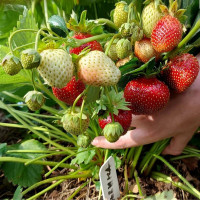 Клубника «Мальвина»