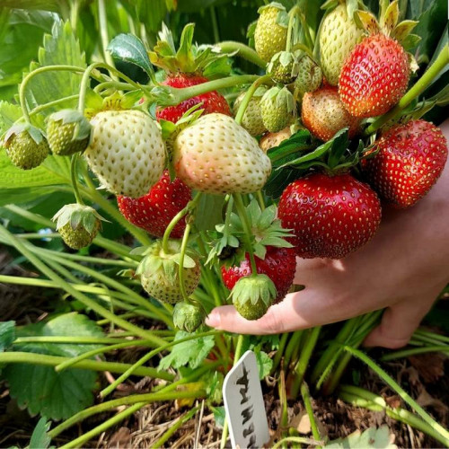 Клубника «Мальвина»