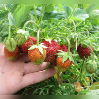 Клубника «Марышка»