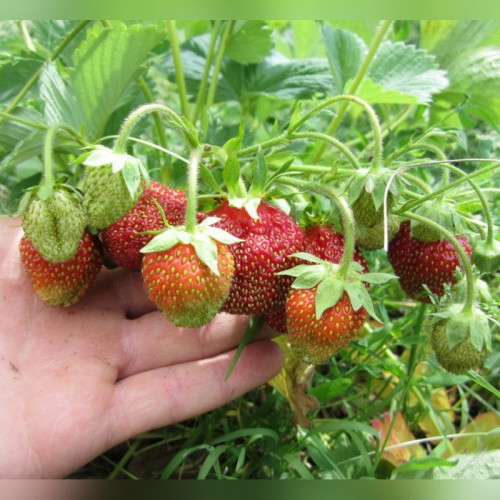 Клубника «Марышка»