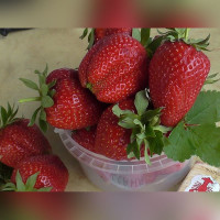 Клубника «Роксана»