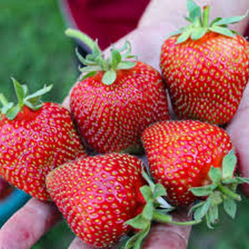 Клубника «Сирия»