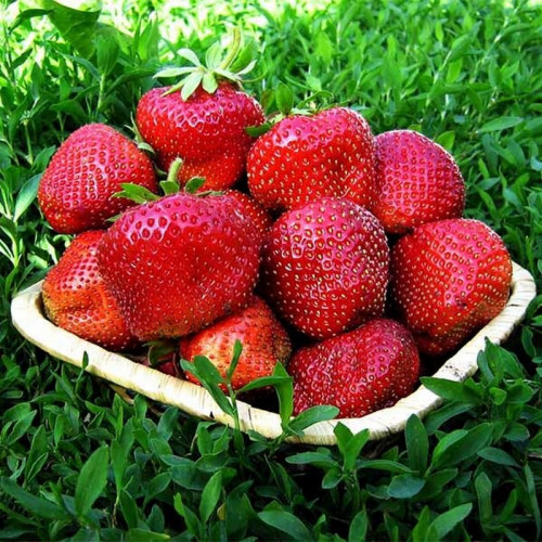 Клубника «Скала»