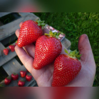 Клубника Альба