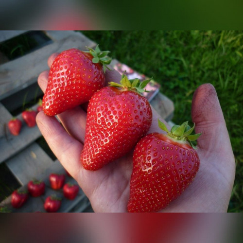 Клубника Альба