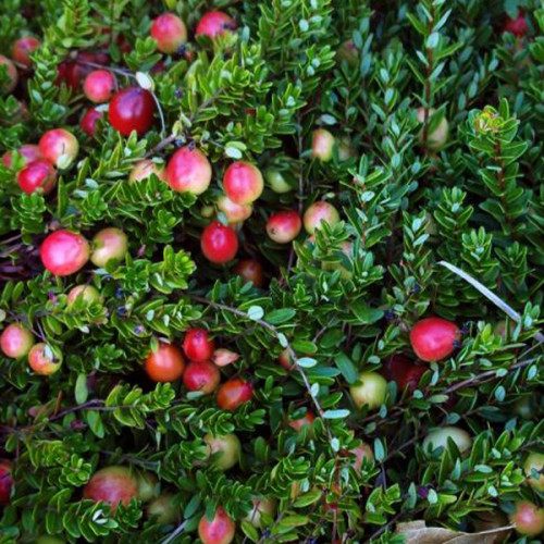 Клюква Садовая