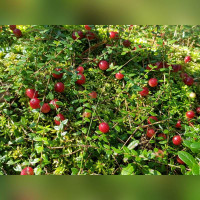 Клюква крупноплодная Марко Ховес