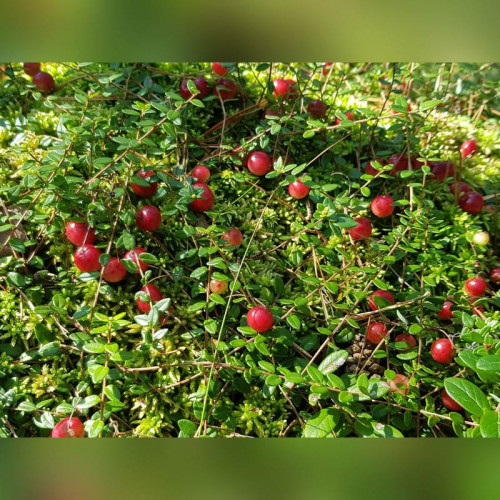 Клюква крупноплодная Марко Ховес