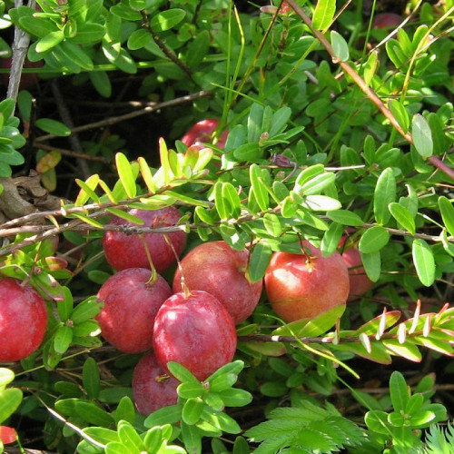 Клюква крупноплодная Пилигрим