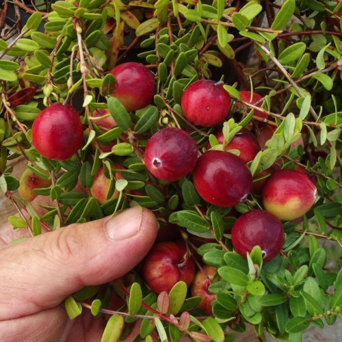 Клюква крупноплодная Стивенс