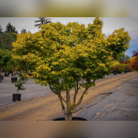 Клён Катсура