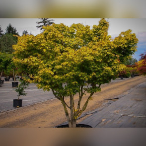 Клён Катсура