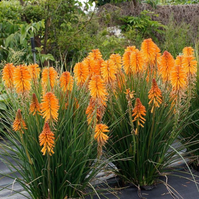 Книфофия