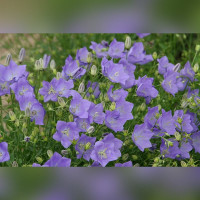 Колокольчик карпатский в ассортименте