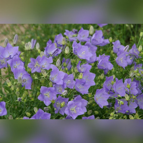 Колокольчик карпатский в ассортименте