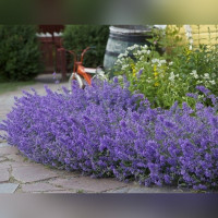 Котовник Фассена «Junior Walker»