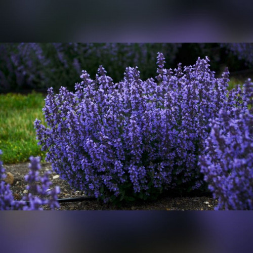 Котовник Фассена «Кит Кэт» (Kit Cat)