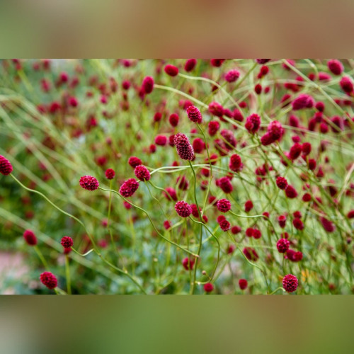 Кровохлёбка