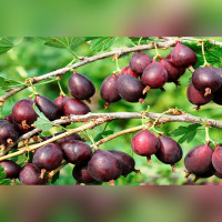 Крыжовник «Грушенька»