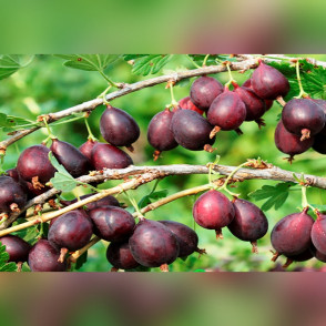 Крыжовник «Грушенька»