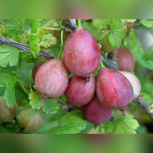 Крыжовник «Каптиватор»