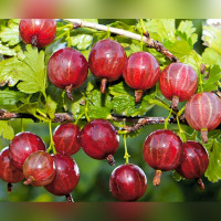 Крыжовник «Колобок»