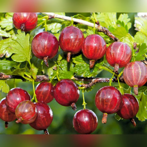 Крыжовник «Колобок»