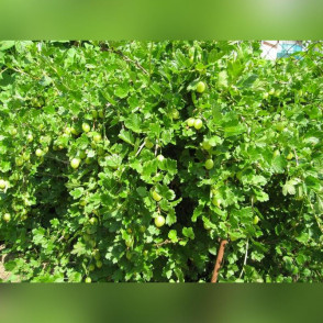 Крыжовник «Малахит»