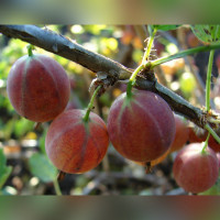 Крыжовник «Салют»