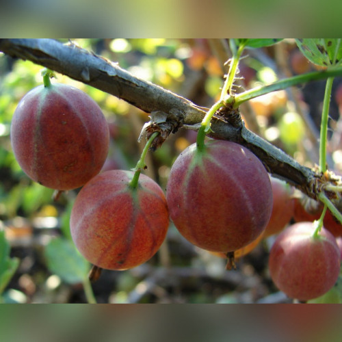 Крыжовник «Салют»