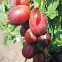 Крыжовник «Серенада»