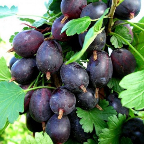 Крыжовник «Черномор»