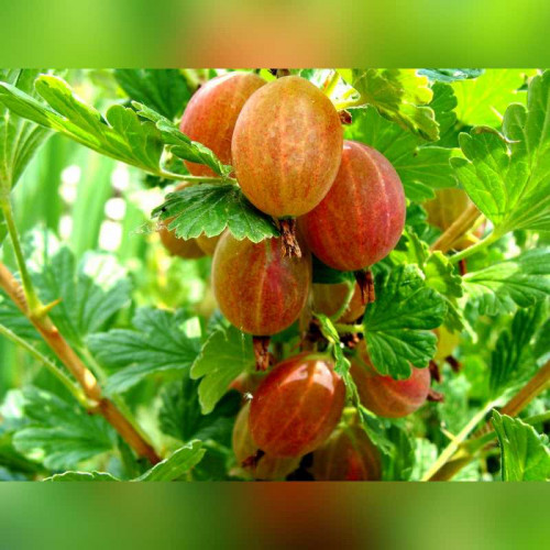 Крыжовник «Юбиляр»