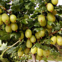 Крыжовник Инвикта