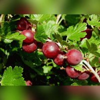 Крыжовник Садко