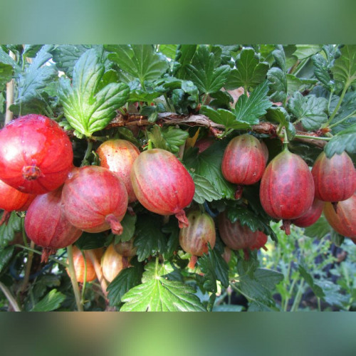 Крыжовник Тиксия