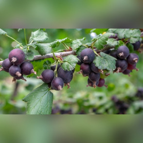 Крыжовник Черносливовый