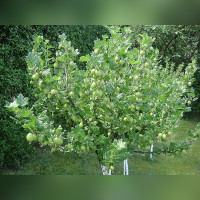 Крыжовник на штамбе