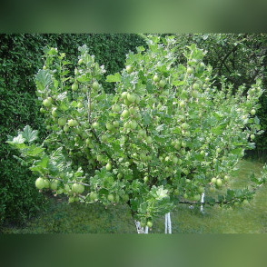 Крыжовник на штамбе