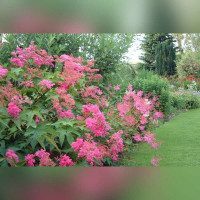 Лабазник пурпурный