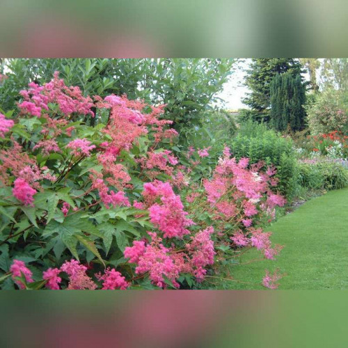 Лабазник пурпурный