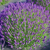 Лаванда Услада