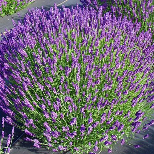 Лаванда Услада