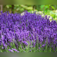 Лаванда узколистная «Hidcote»