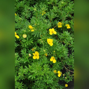 Лапчатка Голдфингер (Goldfinger)