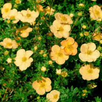 Лапчатка Дейдаун