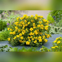 Лапчатка Желтая