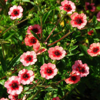 Лапчатка непальская